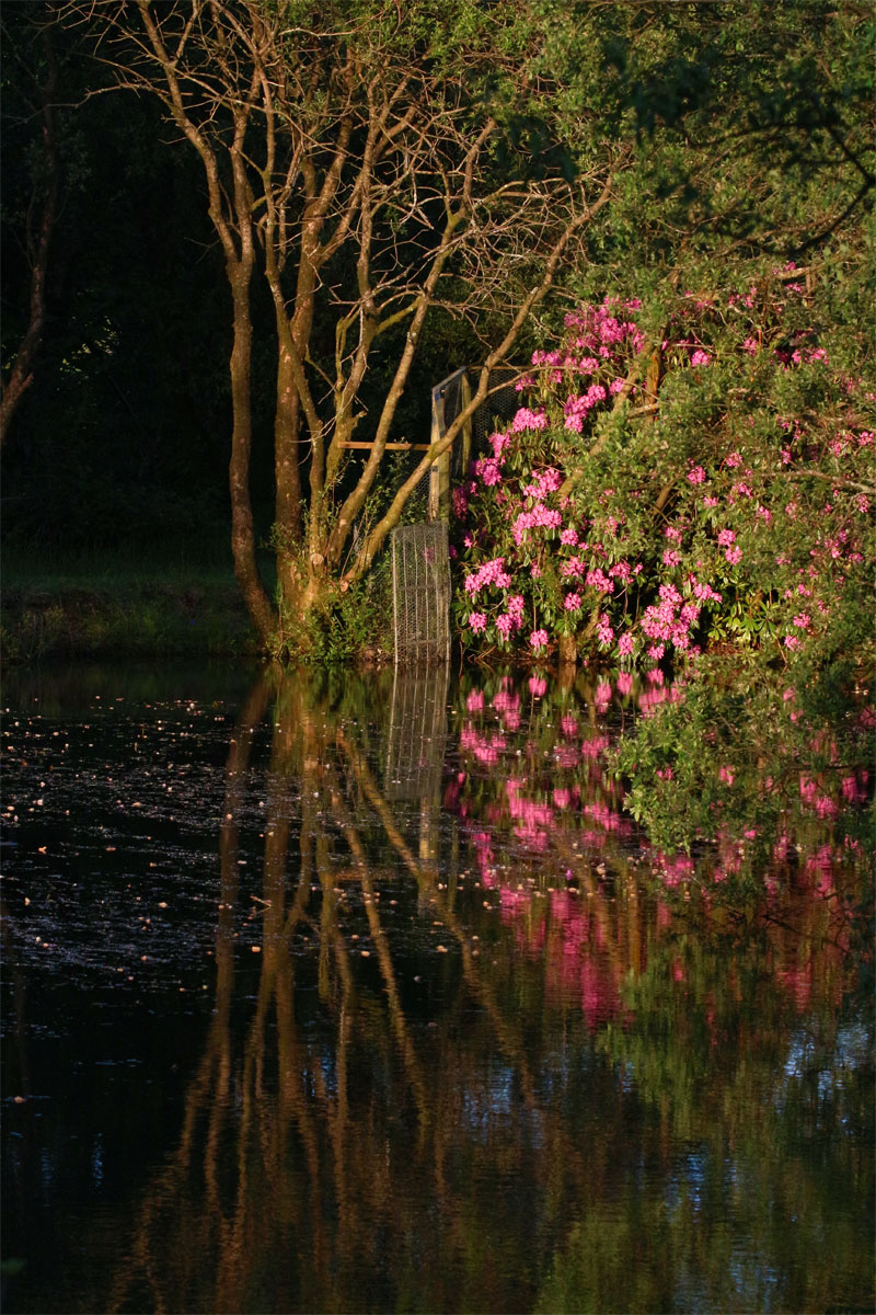 Pink reflections